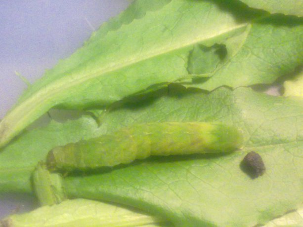 Identificazione bruco - Phlogophora meticulosa (Noctuidae)